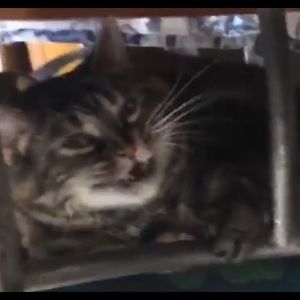 Meet your Posher, Cutie